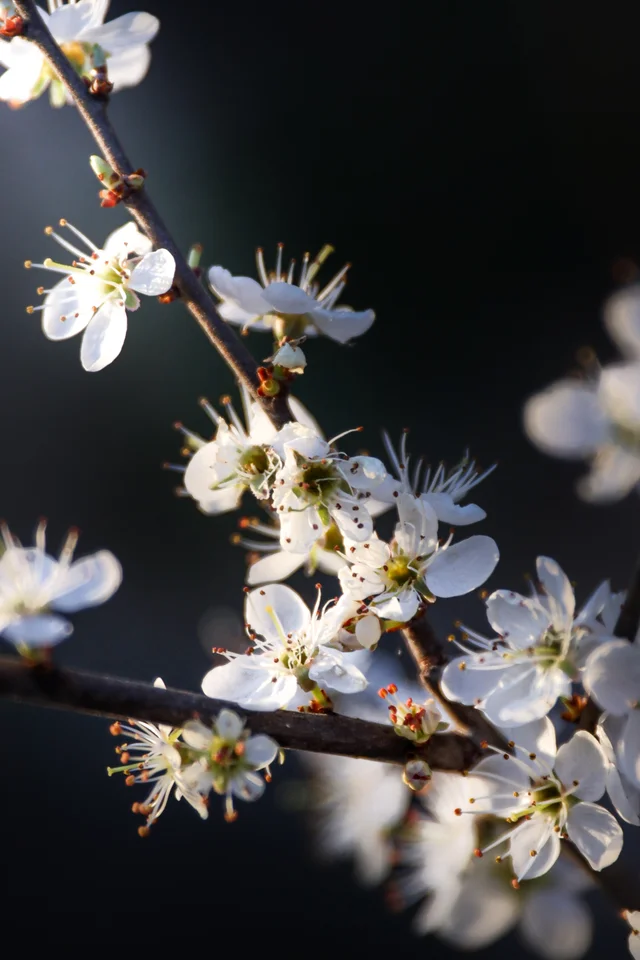 Sunlight on white spring blossoms